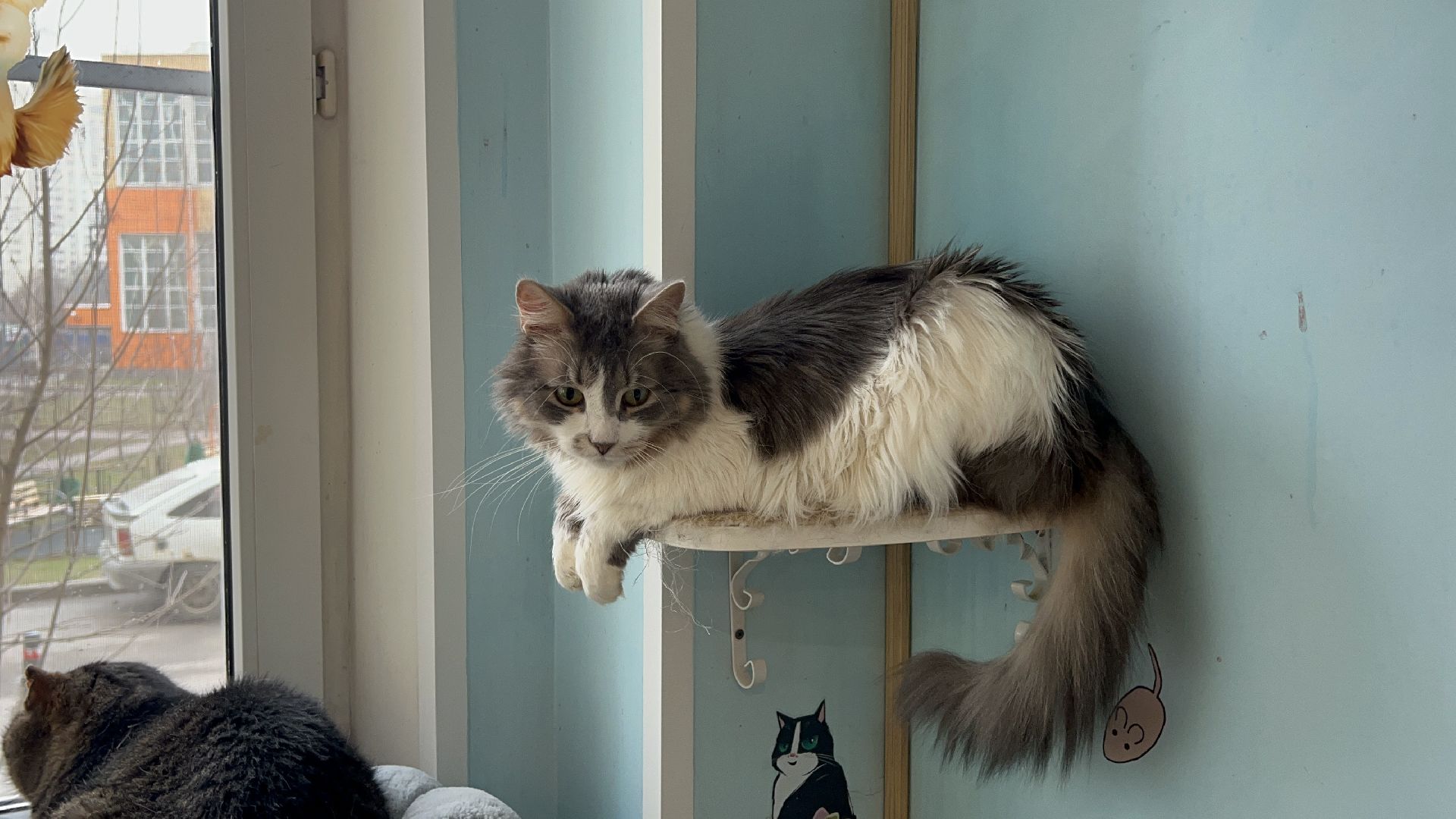 Химки, Котокафе, Животные,