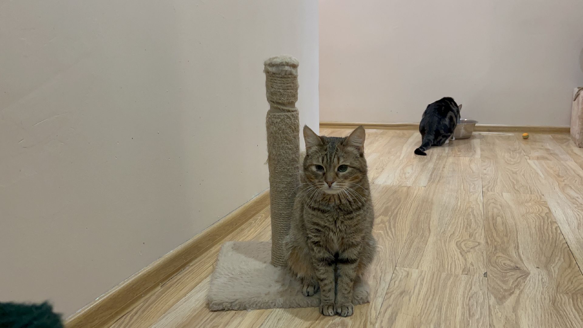 Химки, Котокафе, Животные,