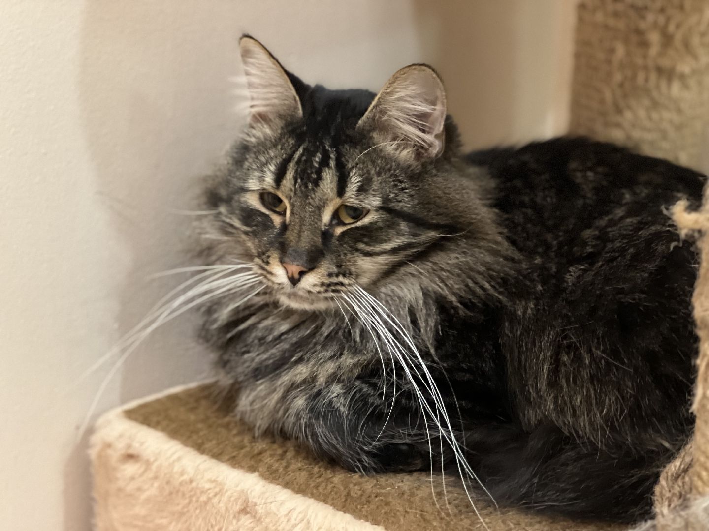 Химки, Котокафе, Животные,