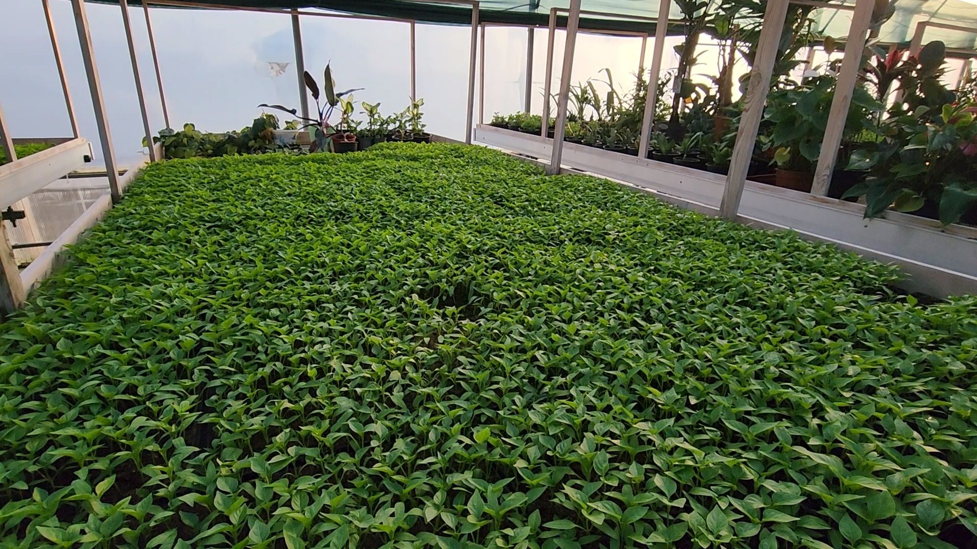 Чехов, деревня Хлевино, тепличный комплекс, садовый центр, рассада овощей, растениеводство, кабачки, перцы, томаты, баклажаны, капуста,огурцы,