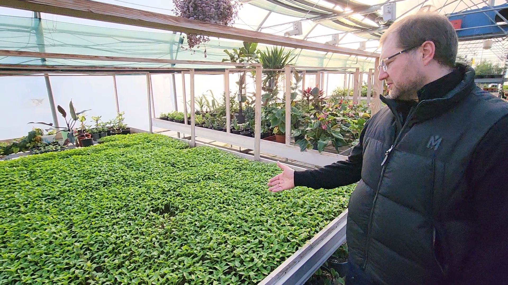 Чехов, деревня Хлевино, тепличный комплекс, садовый центр, рассада овощей, растениеводство, кабачки, перцы, томаты, баклажаны, капуста,огурцы,