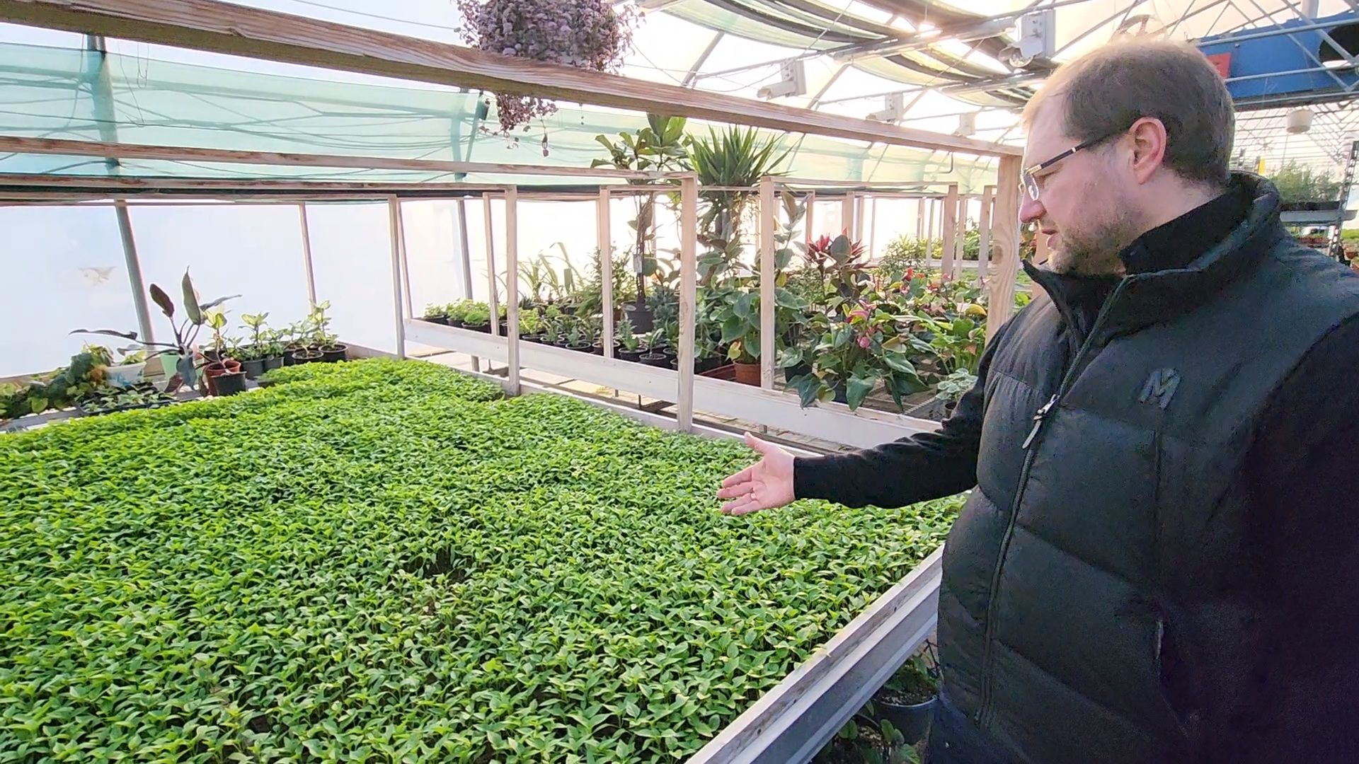 Чехов, деревня Хлевино, тепличный комплекс, садовый центр, рассада овощей, растениеводство, кабачки, перцы, томаты, баклажаны, капуста,огурцы,