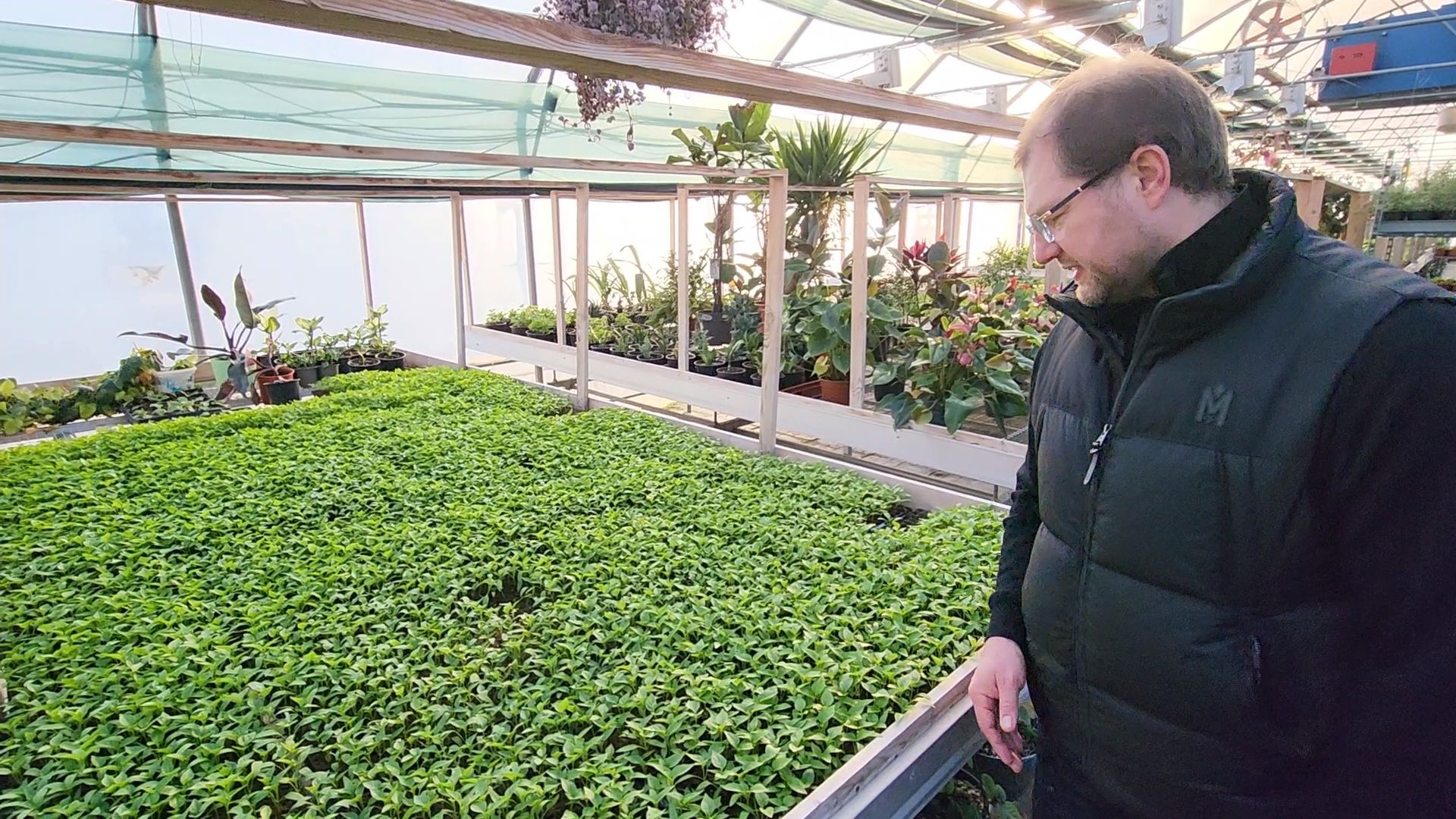 Чехов, деревня Хлевино, тепличный комплекс, садовый центр, рассада овощей, растениеводство, кабачки, перцы, томаты, баклажаны, капуста,огурцы,