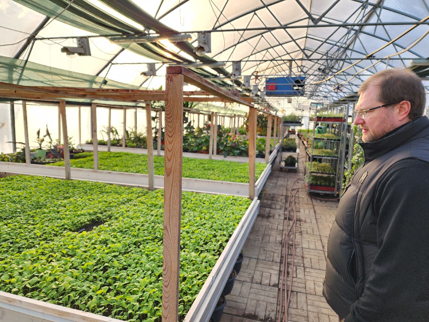 Чехов, деревня Хлевино, тепличный комплекс, садовый центр, рассада овощей, растениеводство, кабачки, перцы, томаты, баклажаны, капуста,огурцы,