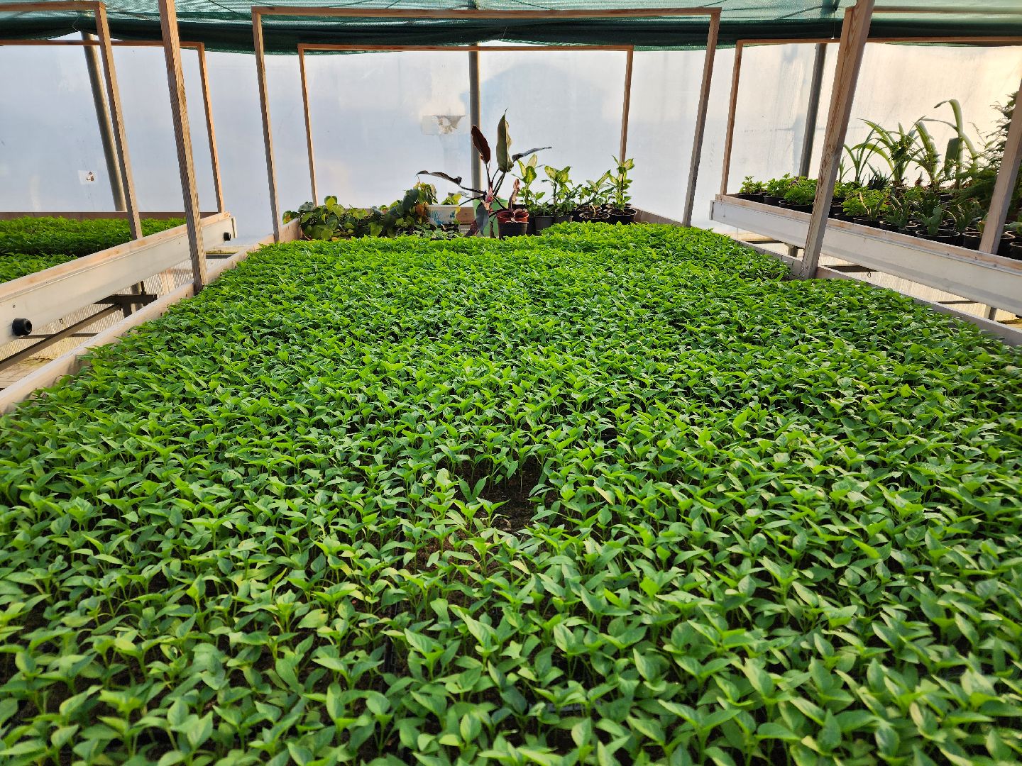 Чехов, деревня Хлевино, тепличный комплекс, садовый центр, рассада овощей, растениеводство, кабачки, перцы, томаты, баклажаны, капуста,огурцы,