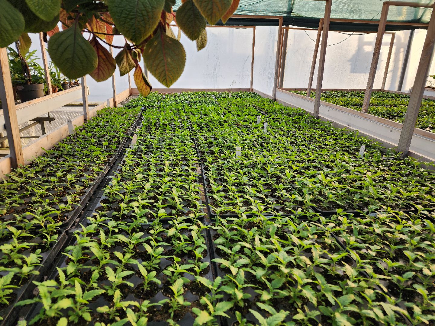 Чехов, деревня Хлевино, тепличный комплекс, садовый центр, рассада овощей, растениеводство, кабачки, перцы, томаты, баклажаны, капуста,огурцы,