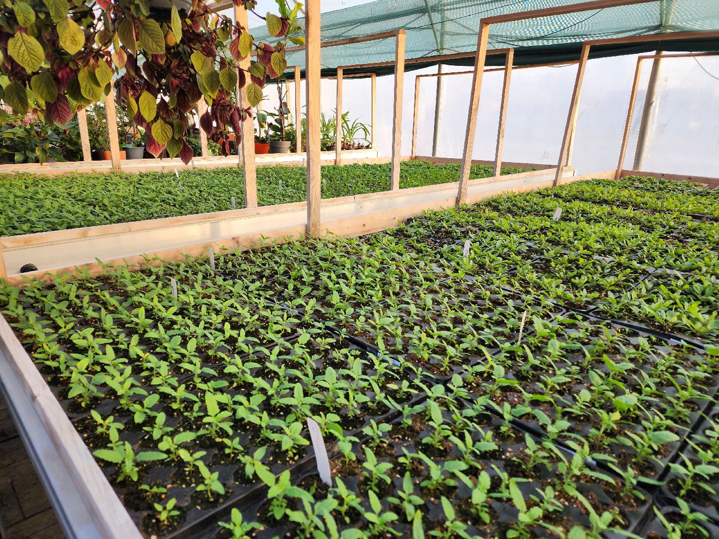 Чехов, деревня Хлевино, тепличный комплекс, садовый центр, рассада овощей, растениеводство, кабачки, перцы, томаты, баклажаны, капуста,огурцы,