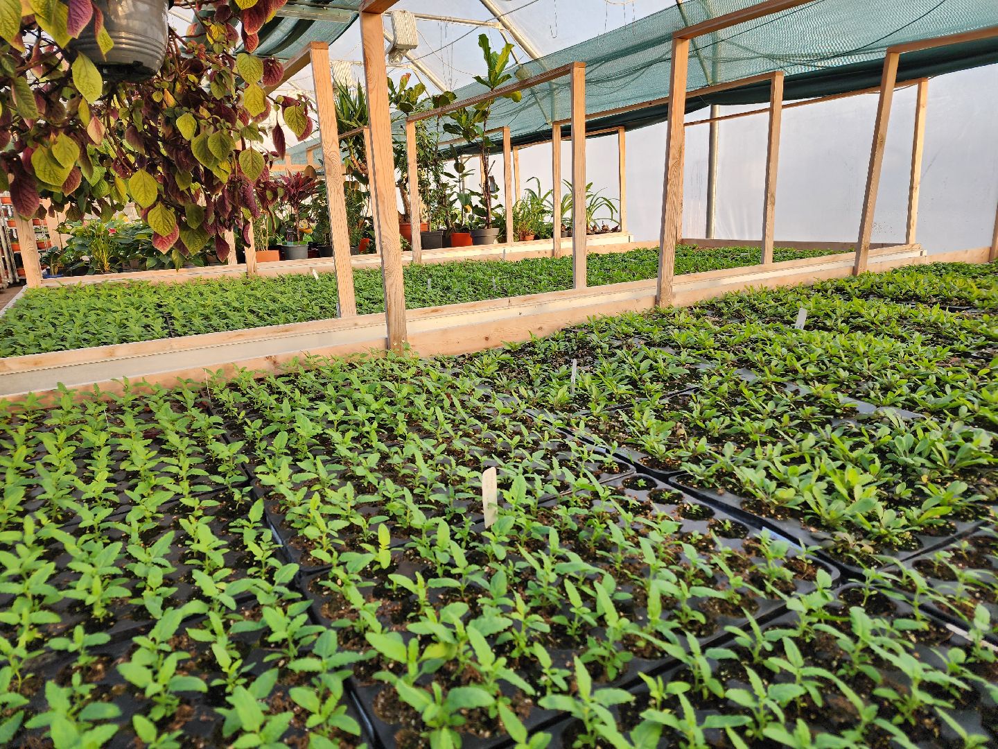 Чехов, деревня Хлевино, тепличный комплекс, садовый центр, рассада овощей, растениеводство, кабачки, перцы, томаты, баклажаны, капуста,огурцы,