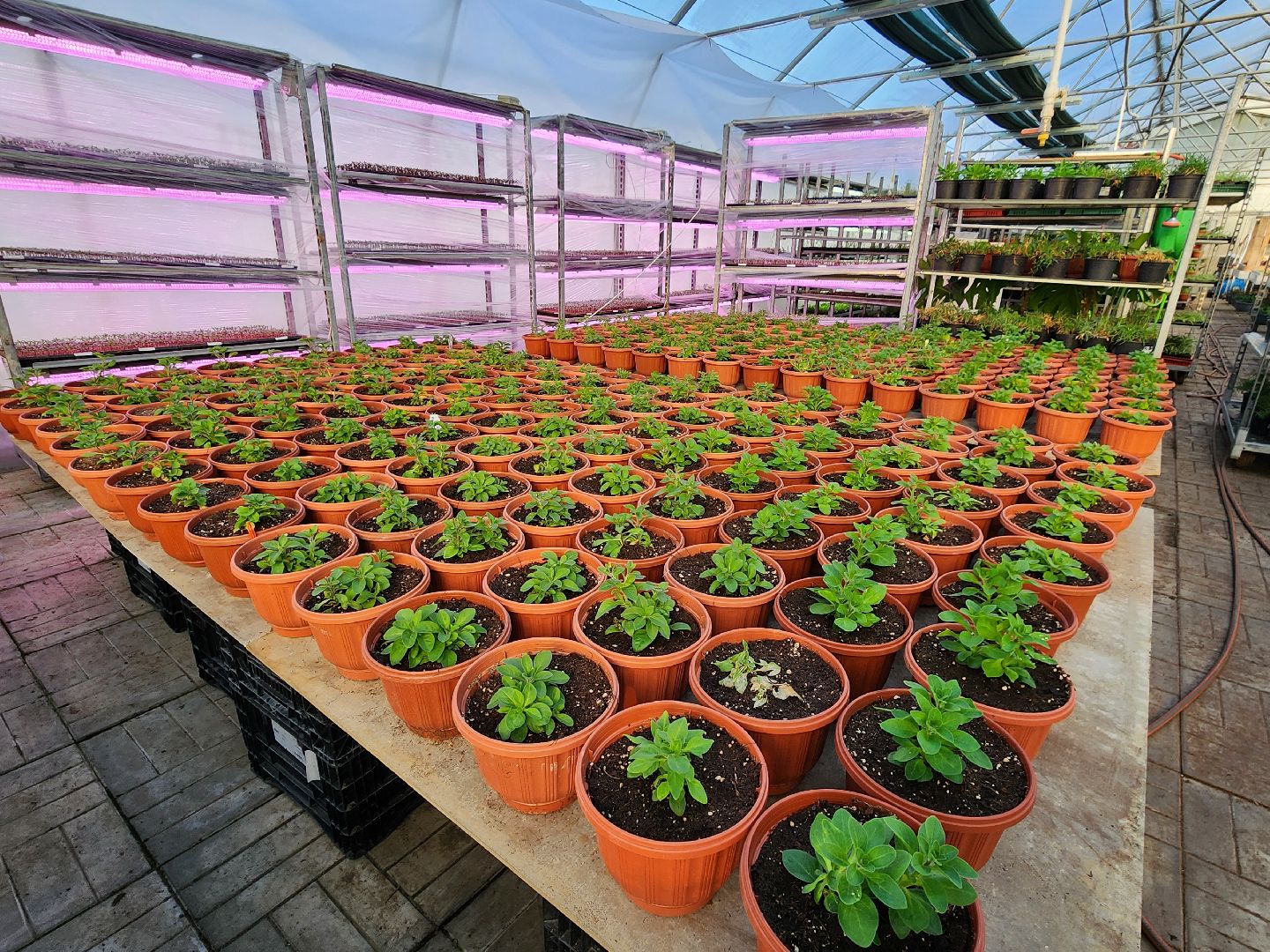 Чехов, деревня Хлевино, тепличный комплекс, садовый центр, рассада овощей, растениеводство, кабачки, перцы, томаты, баклажаны, капуста,огурцы,