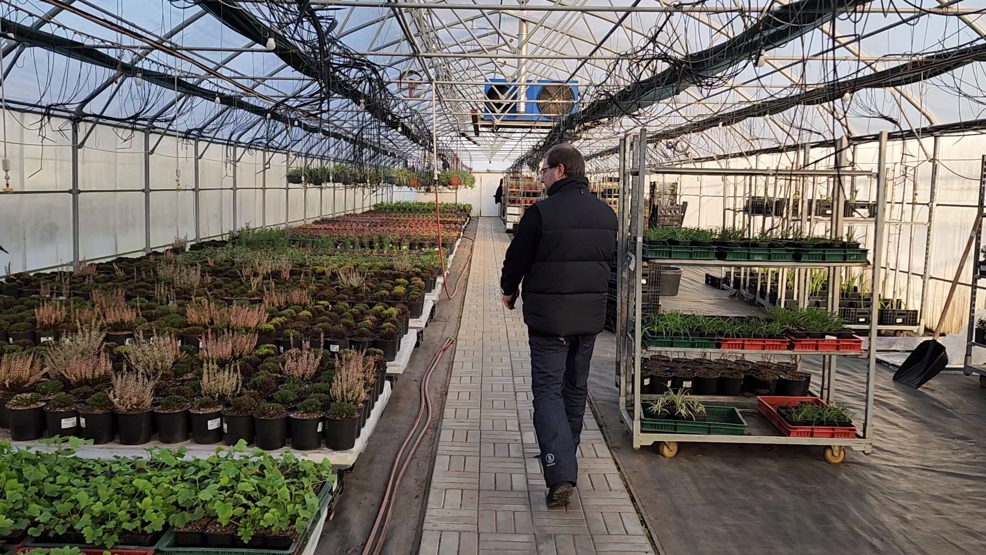 Чехов, деревня Хлевино, тепличный комплекс, садовый центр, рассада овощей, растениеводство, кабачки, перцы, томаты, баклажаны, капуста,огурцы,