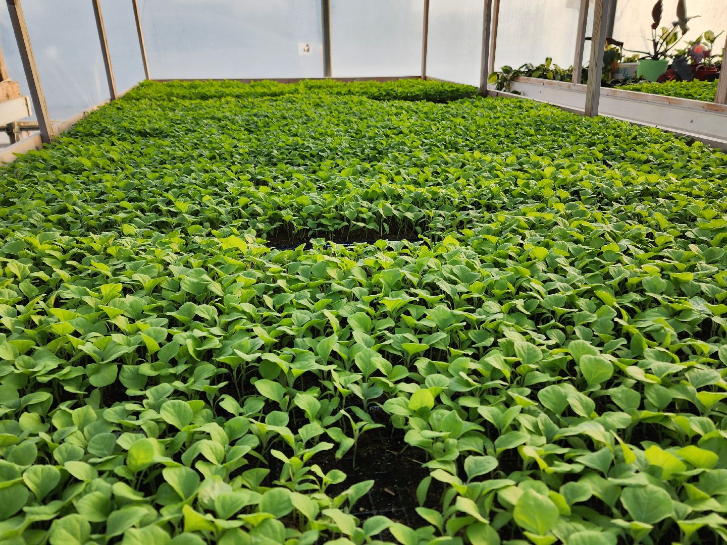 Чехов, деревня Хлевино, тепличный комплекс, садовый центр, рассада овощей, растениеводство, кабачки, перцы, томаты, баклажаны, капуста,огурцы,