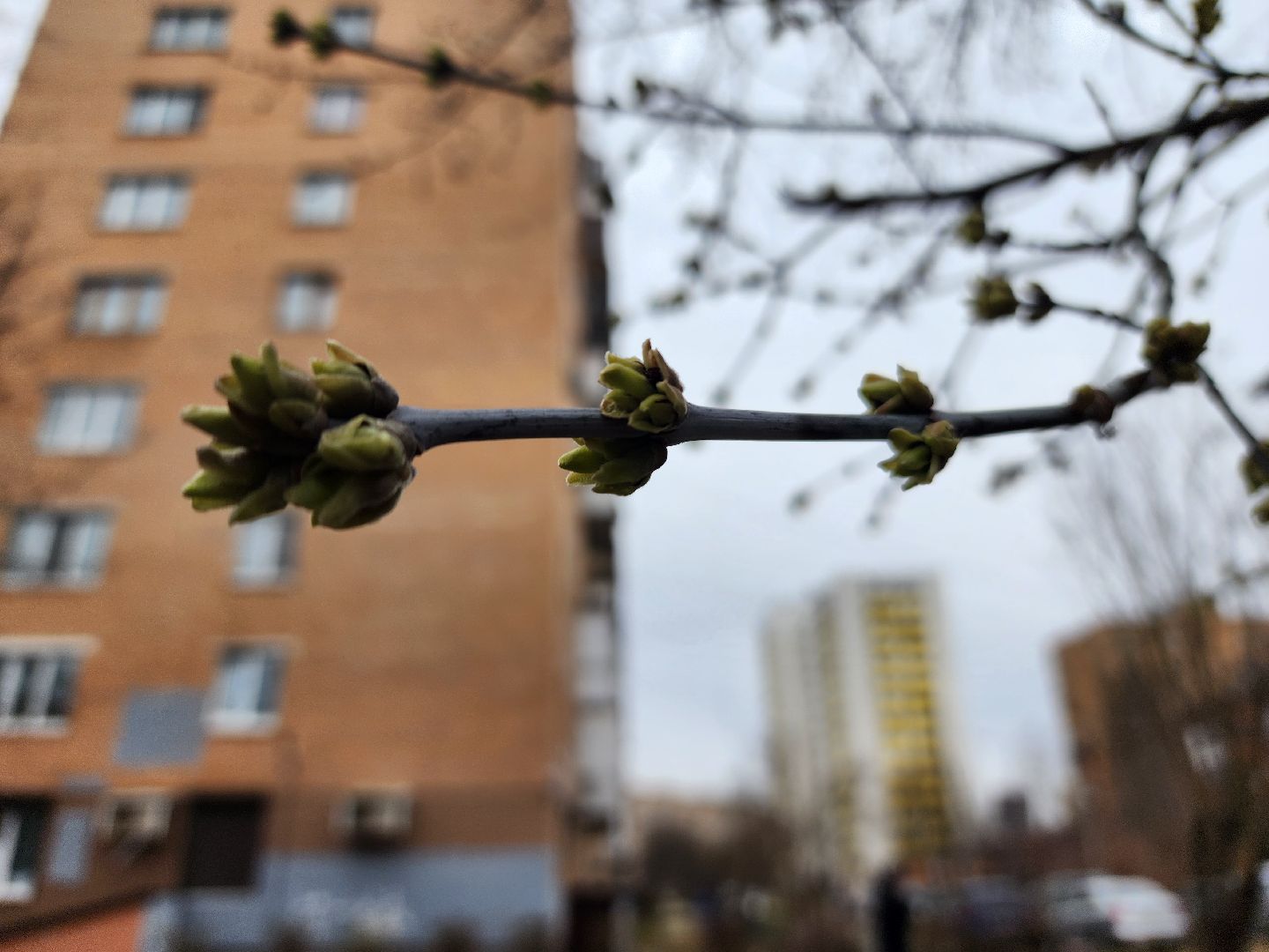 фрязино, поликлиника, аллергия, аллергия под контролем,