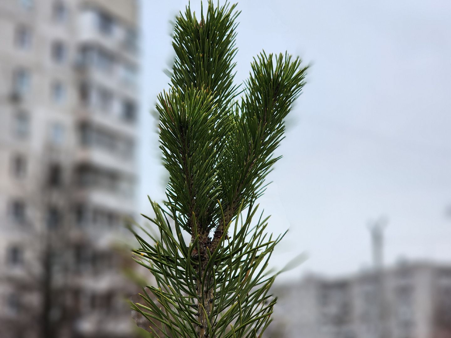 фрязино, поликлиника, аллергия, аллергия под контролем,