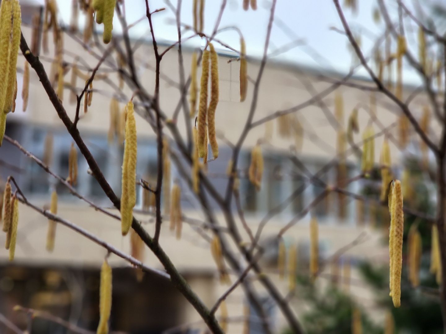 фрязино, поликлиника, аллергия, аллергия под контролем,