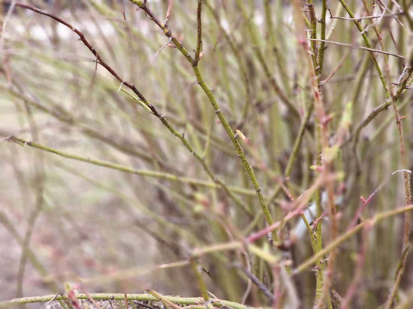 фрязино, поликлиника, аллергия, аллергия под контролем,