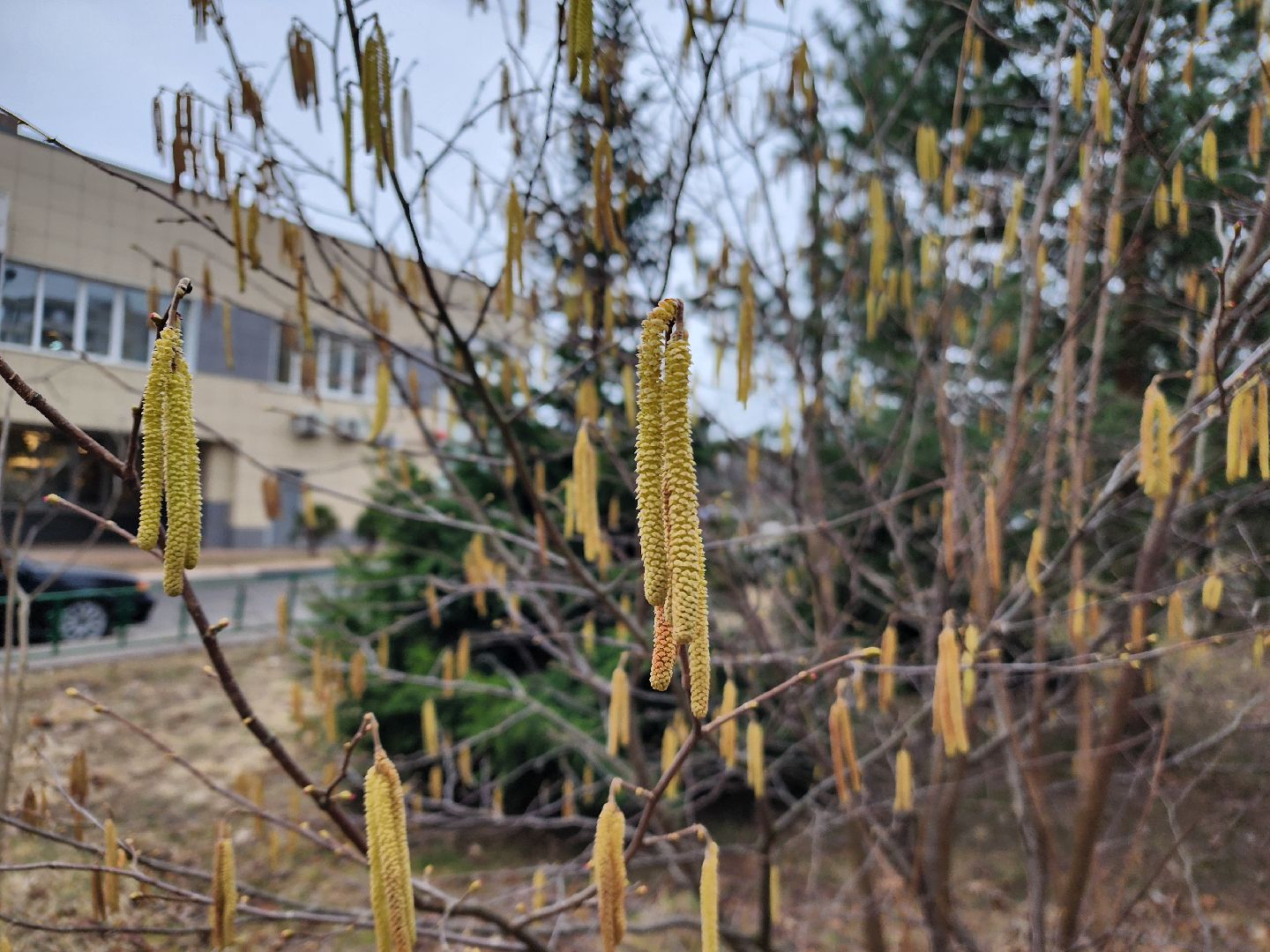 фрязино, поликлиника, аллергия, аллергия под контролем,