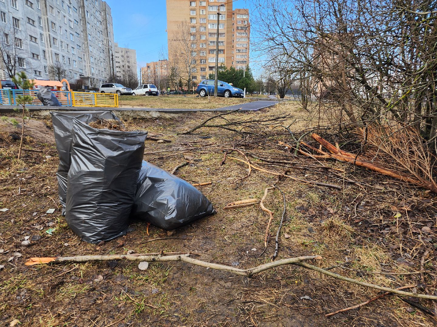 фрязино, уборка веток, уборка газонов, сухостойное дерево,
