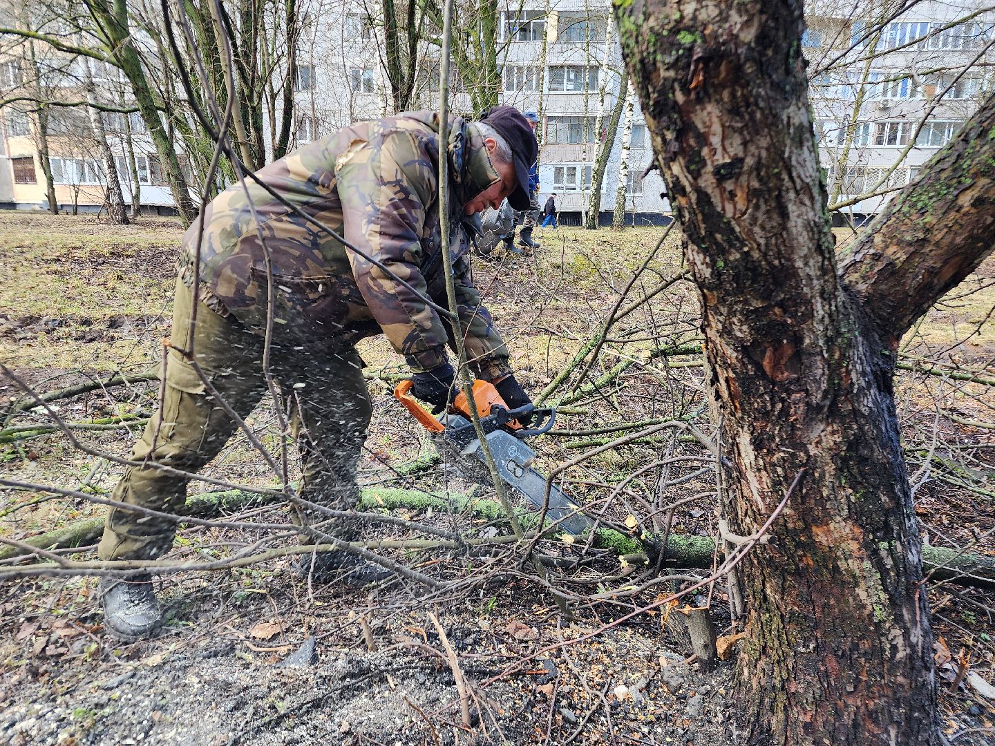 фрязино, уборка веток, уборка газонов, сухостойное дерево,