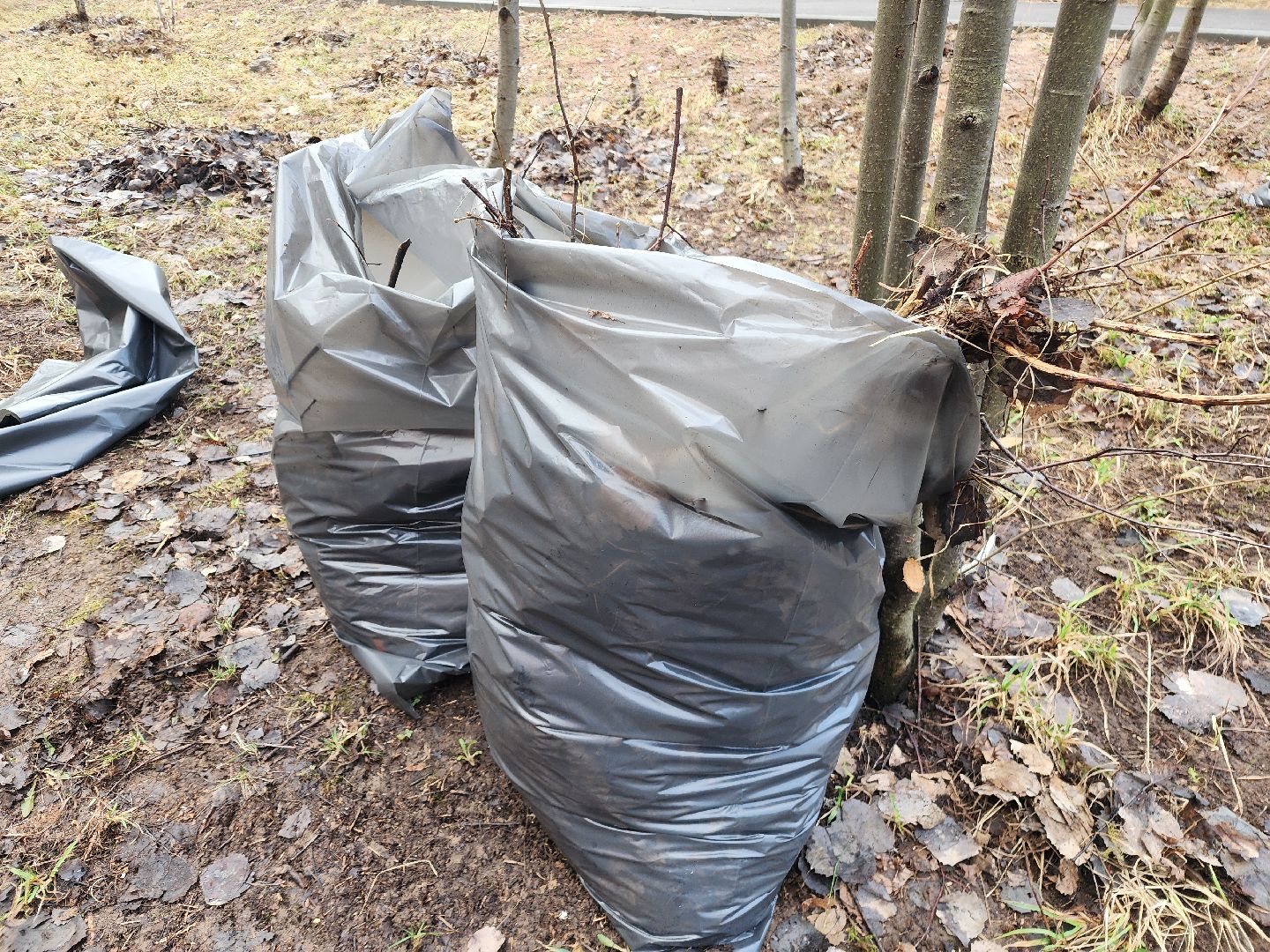 фрязино, уборка веток, уборка газонов, сухостойное дерево,