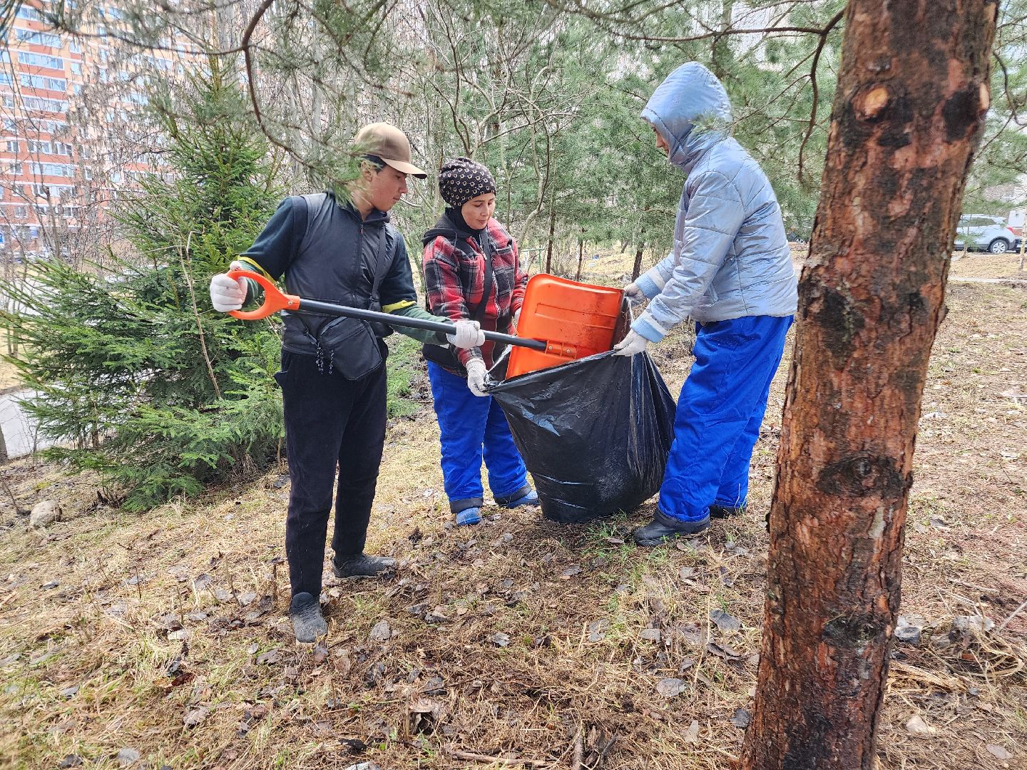 фрязино, уборка веток, уборка газонов, сухостойное дерево,