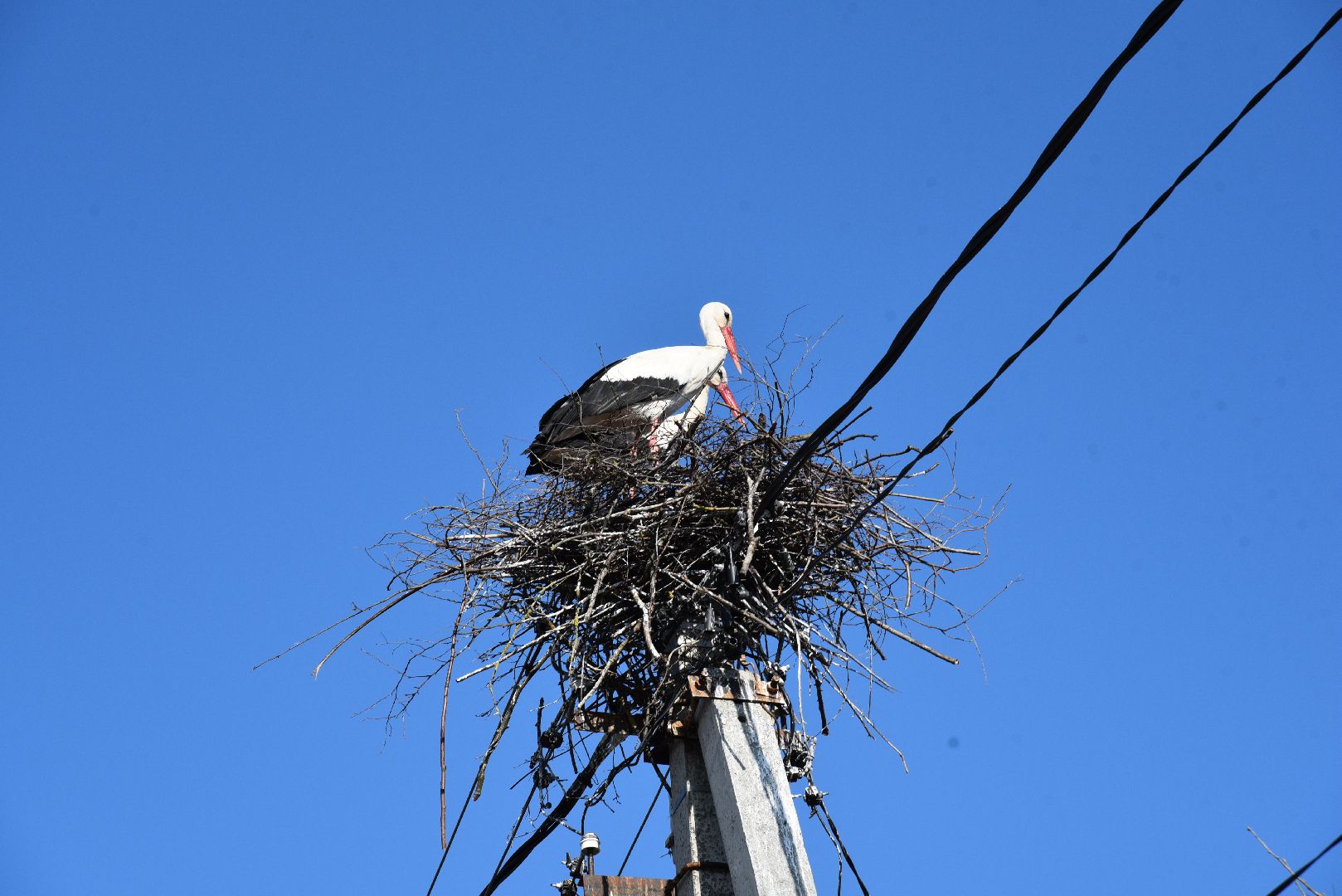 лотошино, экология, аисты, спил деревьев,
