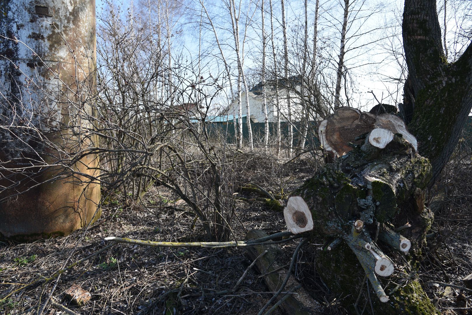 лотошино, экология, аисты, спил деревьев,