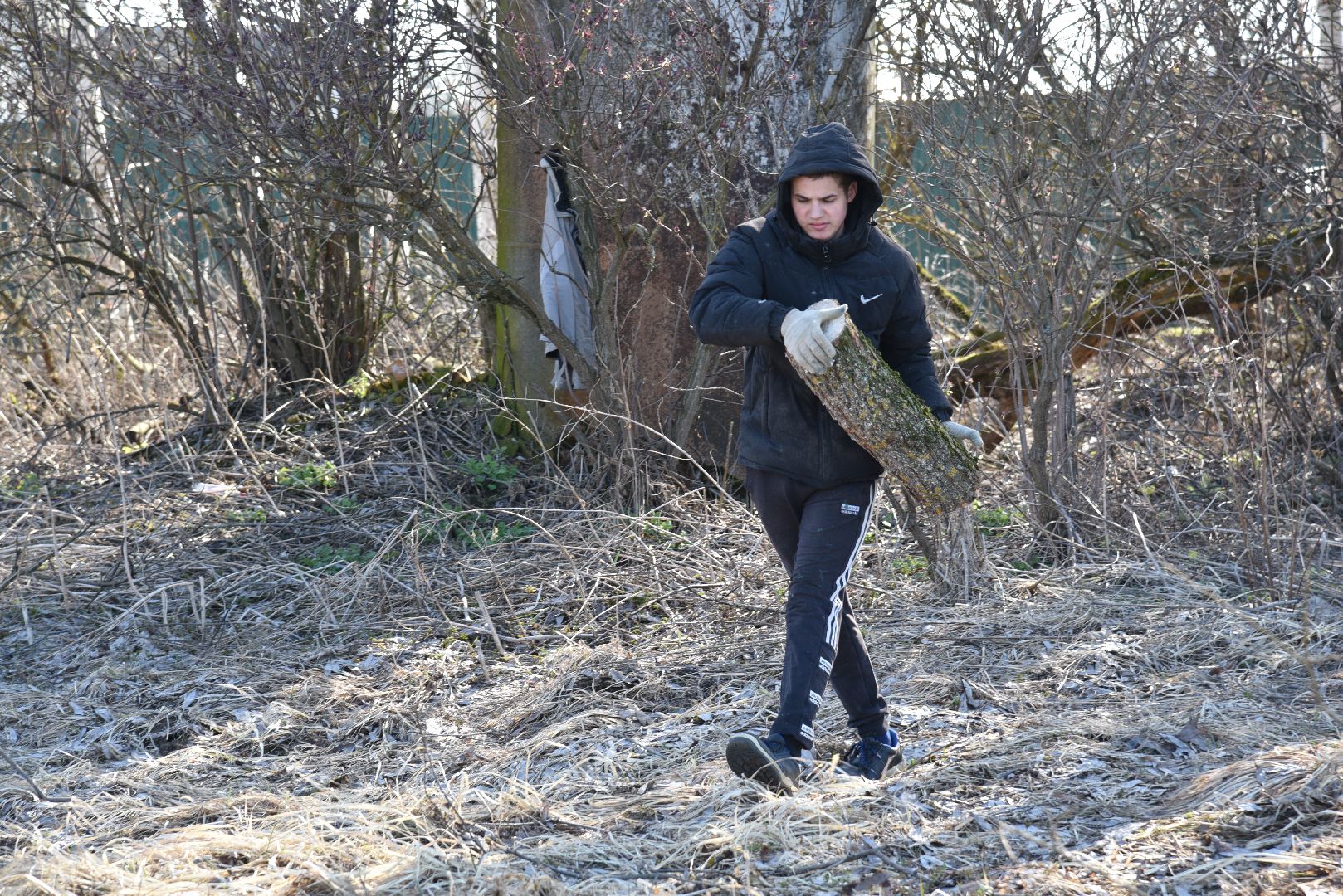 лотошино, экология, аисты, спил деревьев,