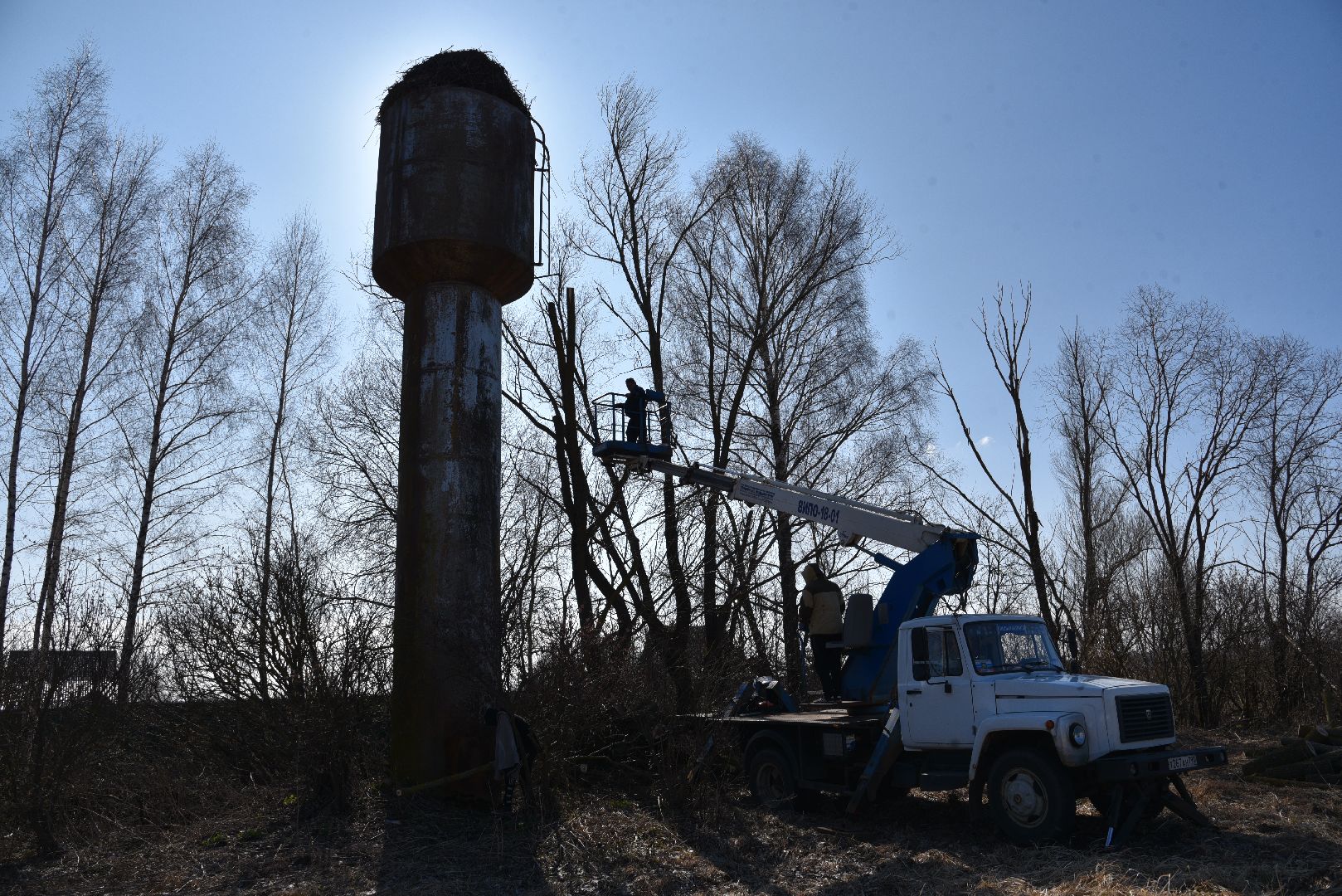 лотошино, экология, аисты, спил деревьев,