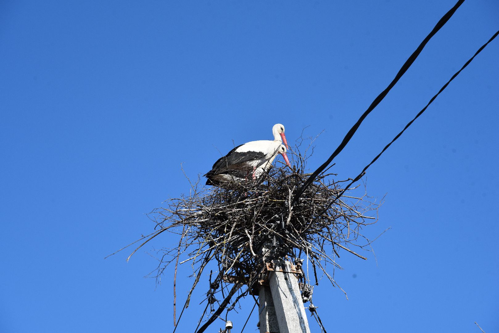 лотошино, экология, аисты, спил деревьев,