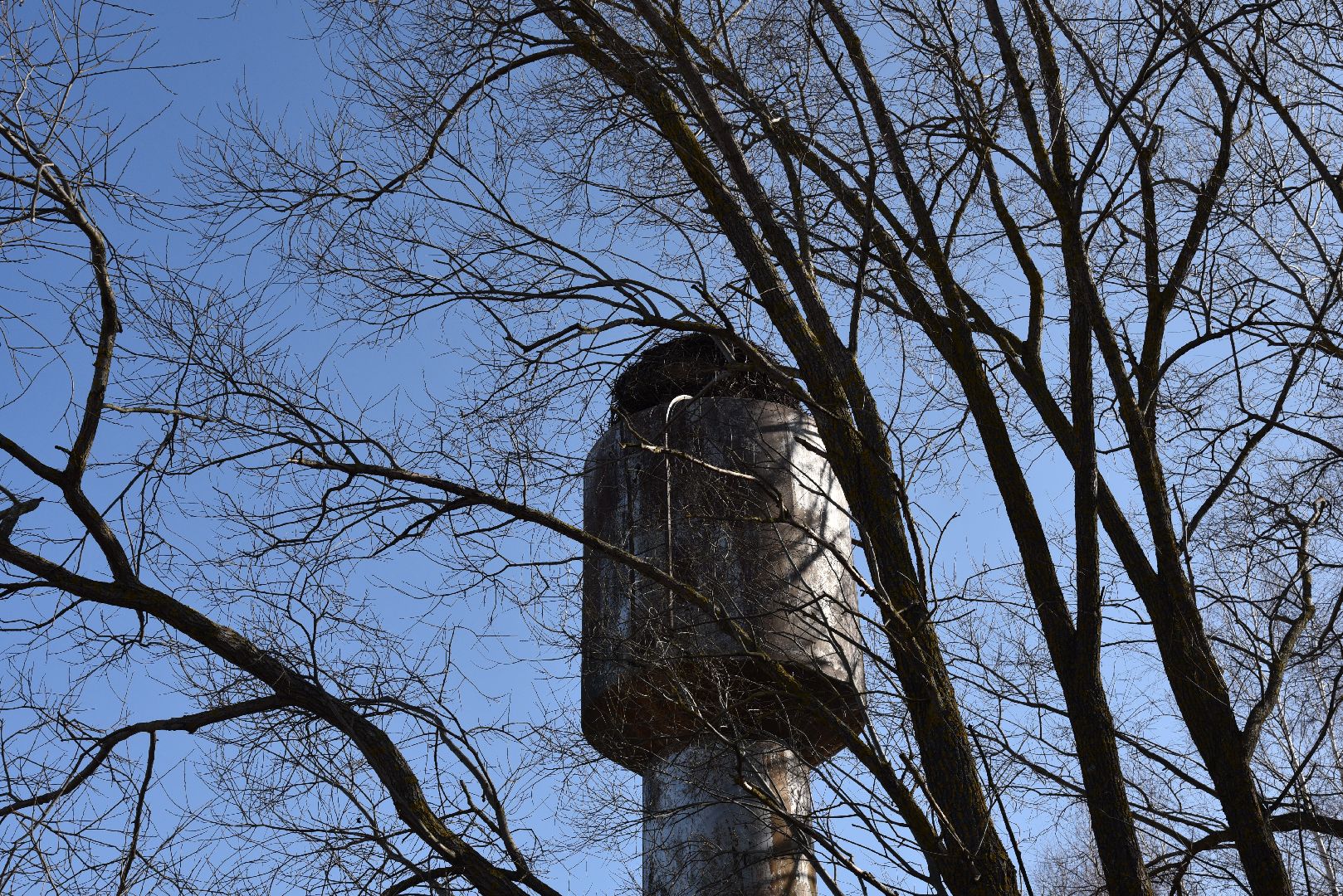 лотошино, экология, аисты, спил деревьев,