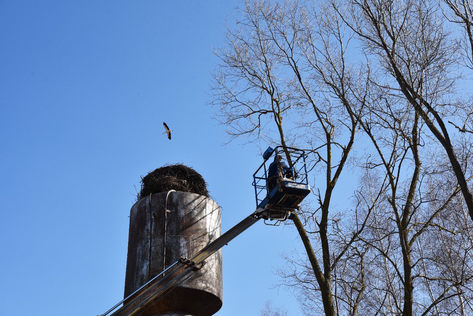 лотошино, экология, аисты, спил деревьев,