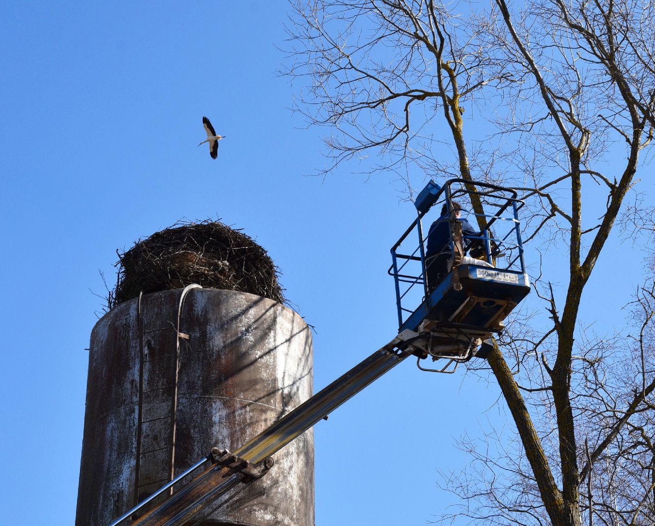 лотошино, экология, аисты, спил деревьев,