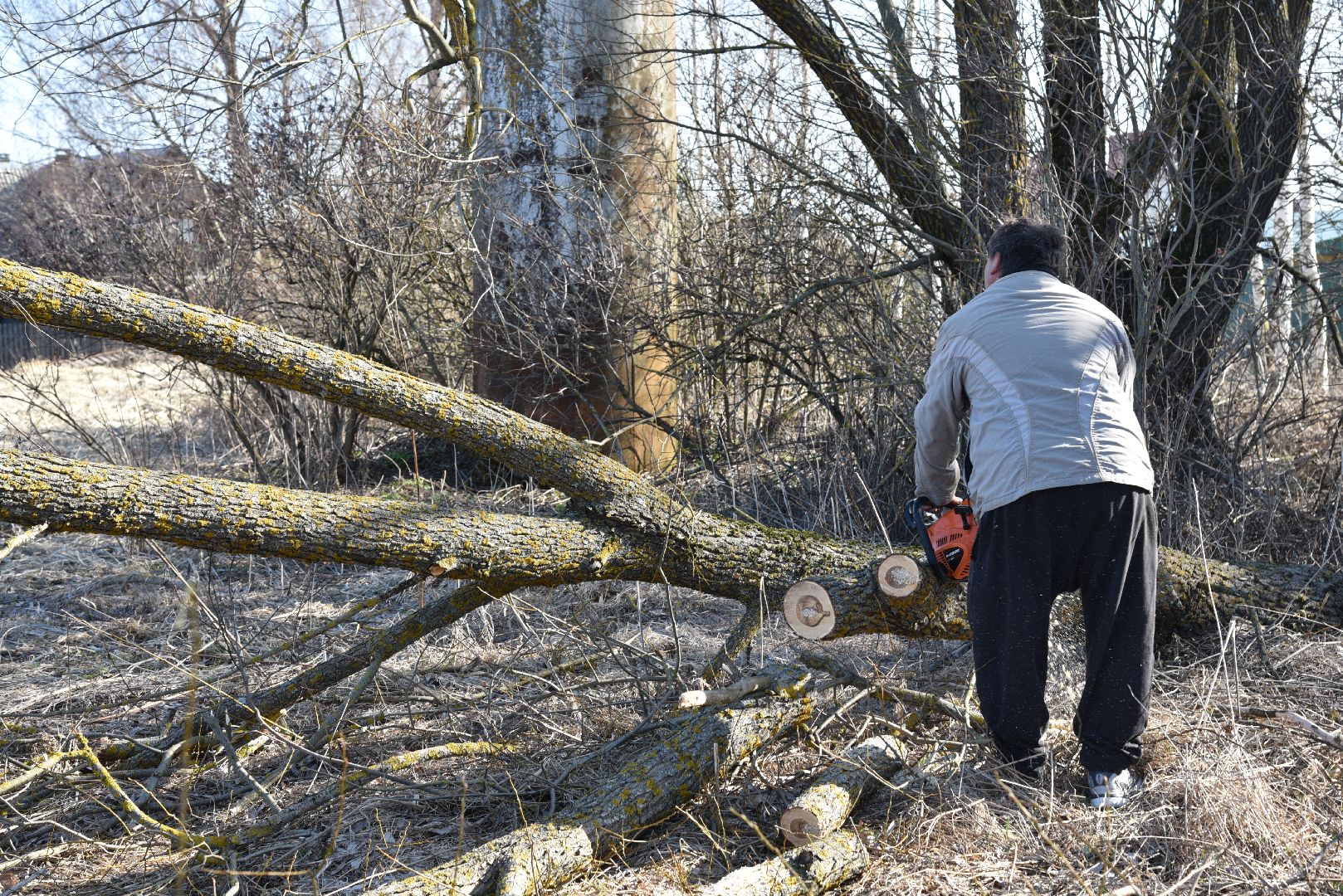 лотошино, экология, аисты, спил деревьев,