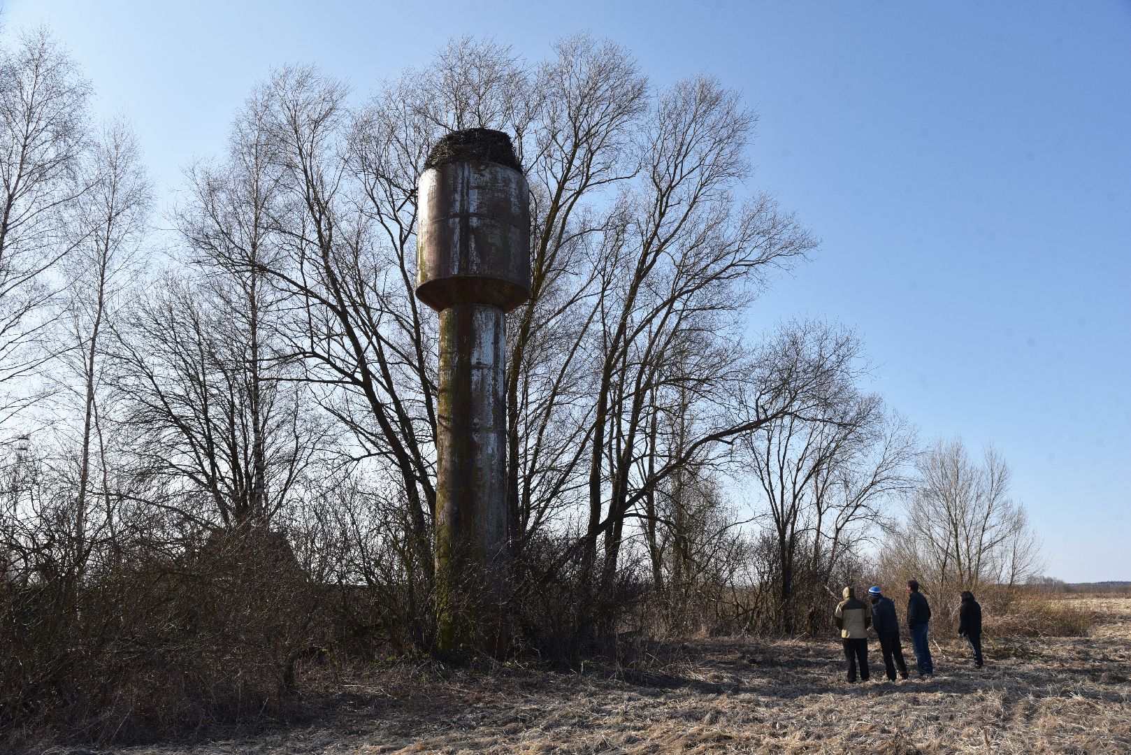 лотошино, экология, аисты, спил деревьев,