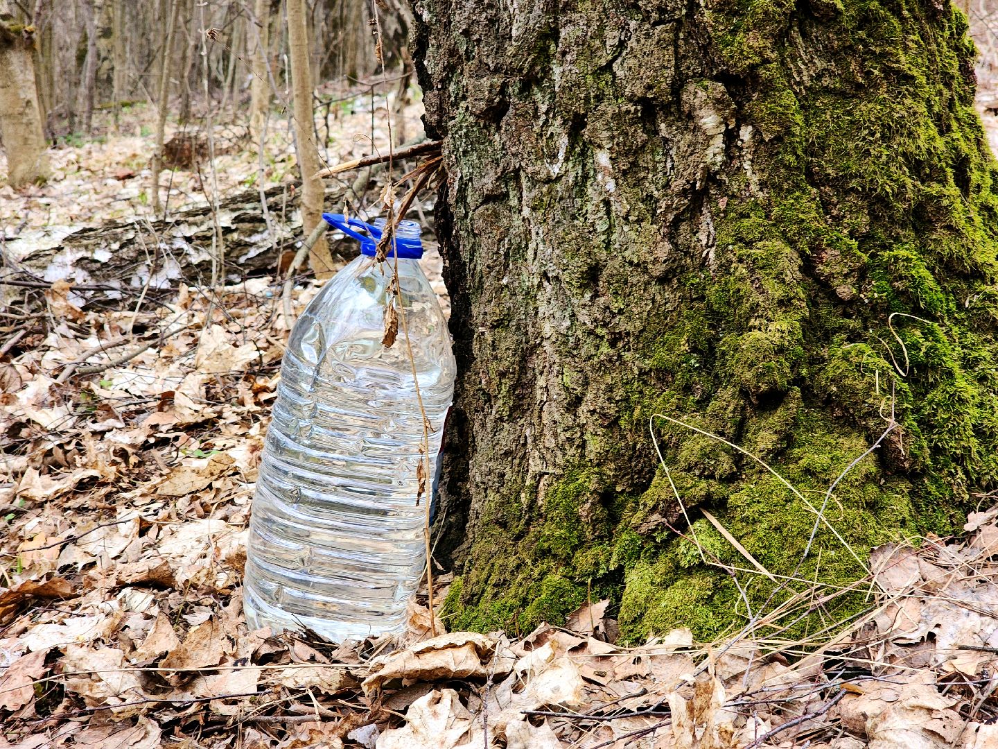 Пущино, серпухов, природа, экология, берёзовая роща,