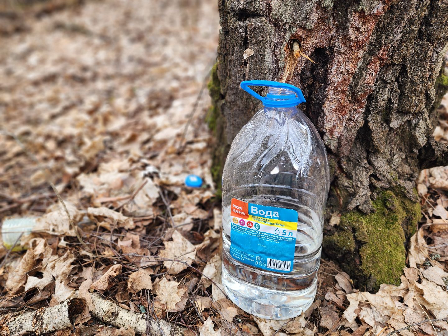 Пущино, серпухов, природа, экология, берёзовая роща,