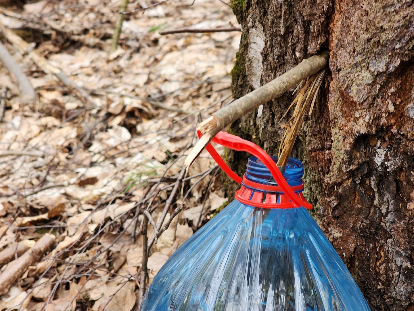 Пущино, серпухов, природа, экология, берёзовая роща,