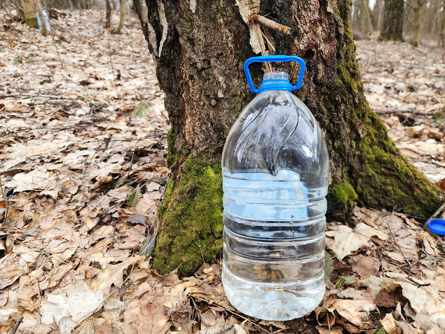 Пущино, серпухов, природа, экология, берёзовая роща,