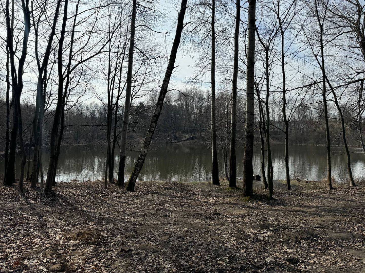 кучинский лесопарк, благоуствойство, кафе,