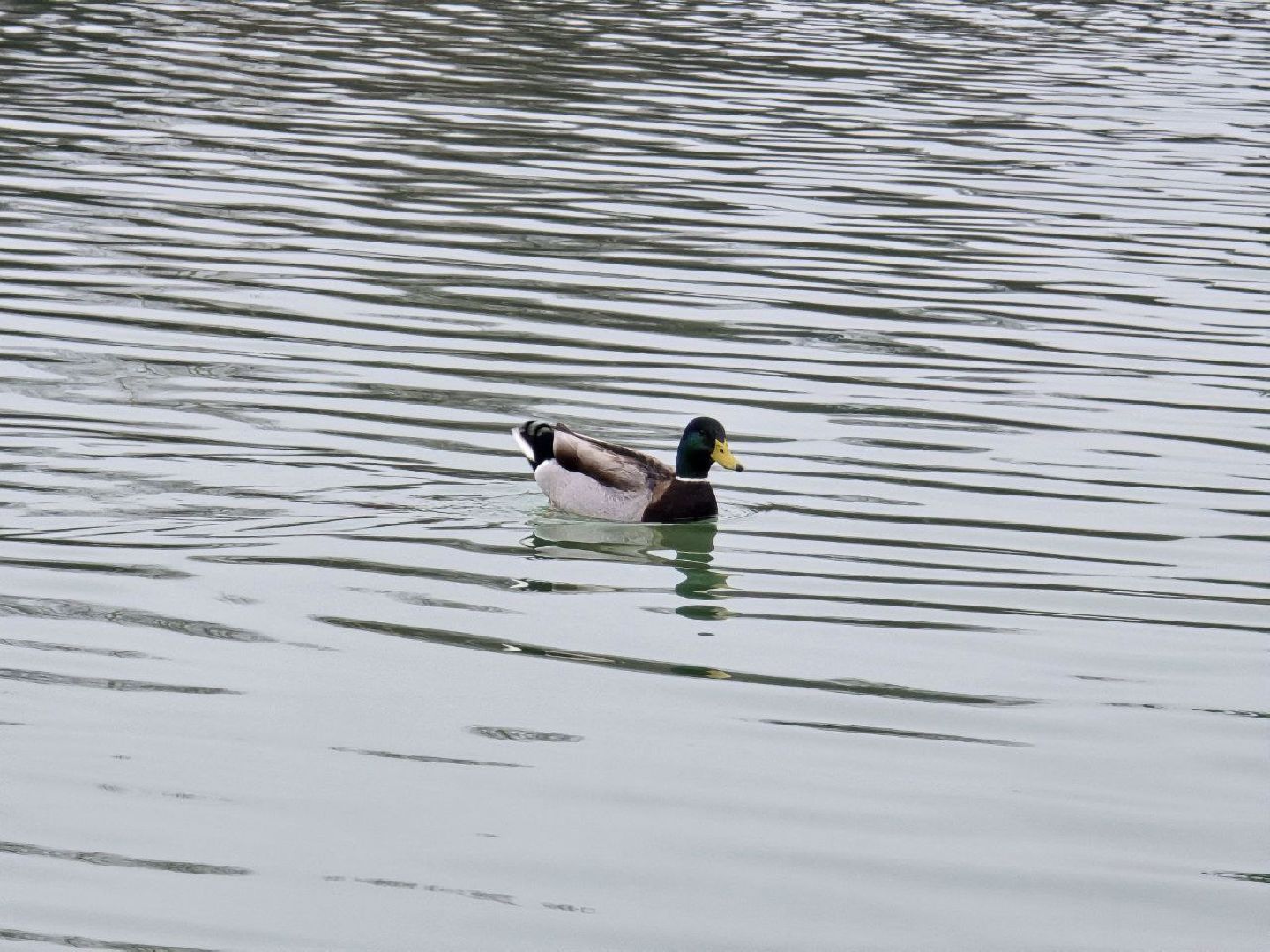 можайск, можайский муниципальный округ, туризм, экоранчо, развитие инфраструктуры, новые дома, туристы,баня, бассейн,