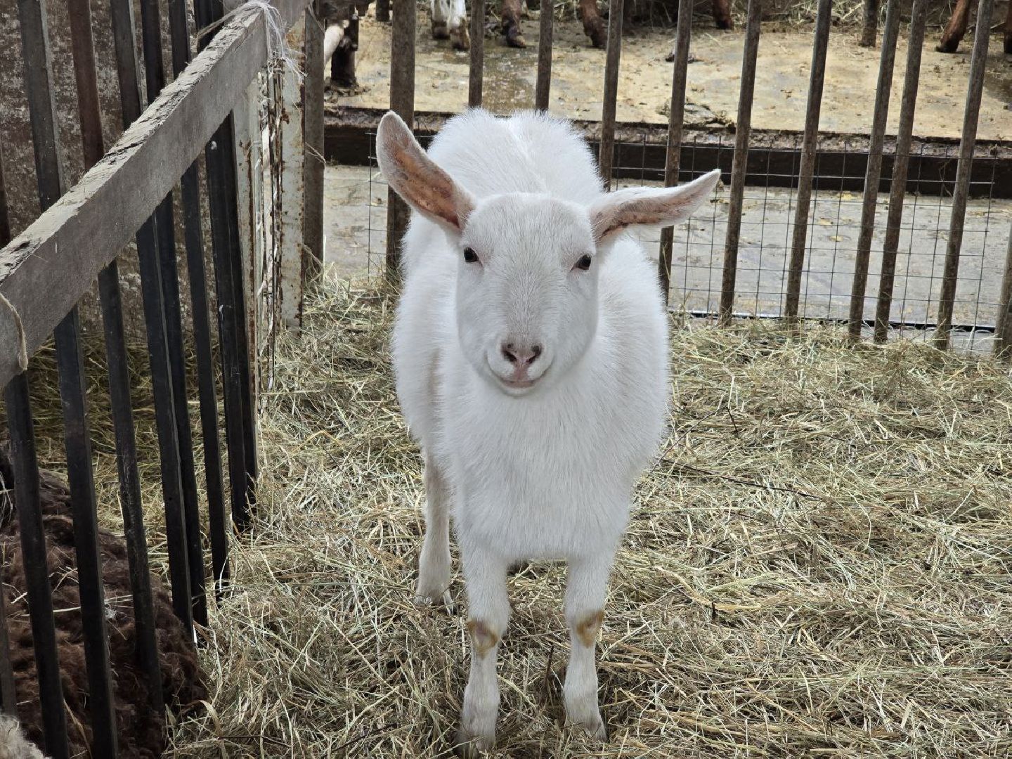 можайск, можайский муниципальный округ, туризм, экоранчо, развитие инфраструктуры, новые дома, туристы,баня, бассейн,