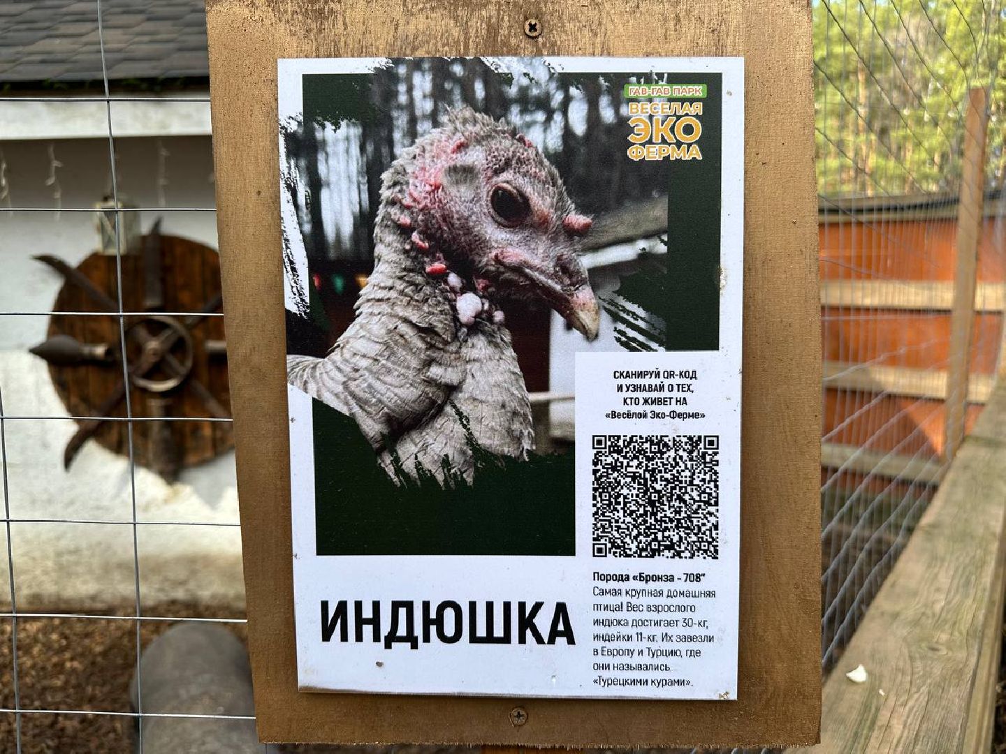 домодедово, птицы,