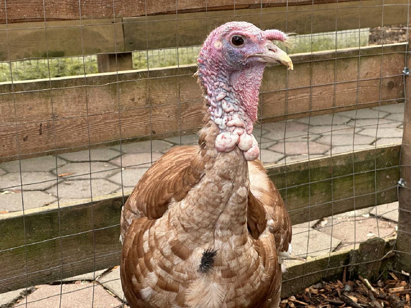 домодедово, птицы,