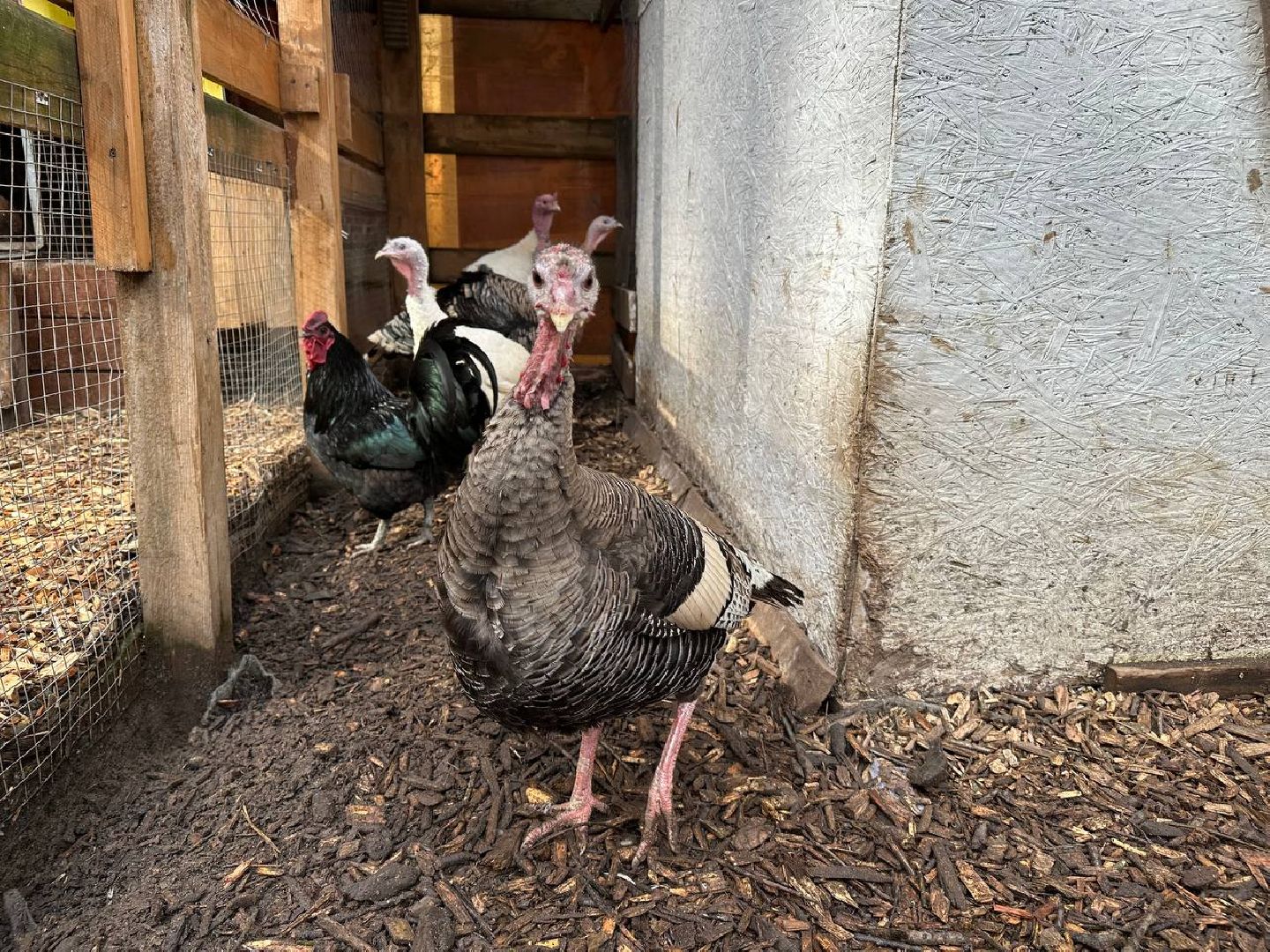 домодедово, птицы,