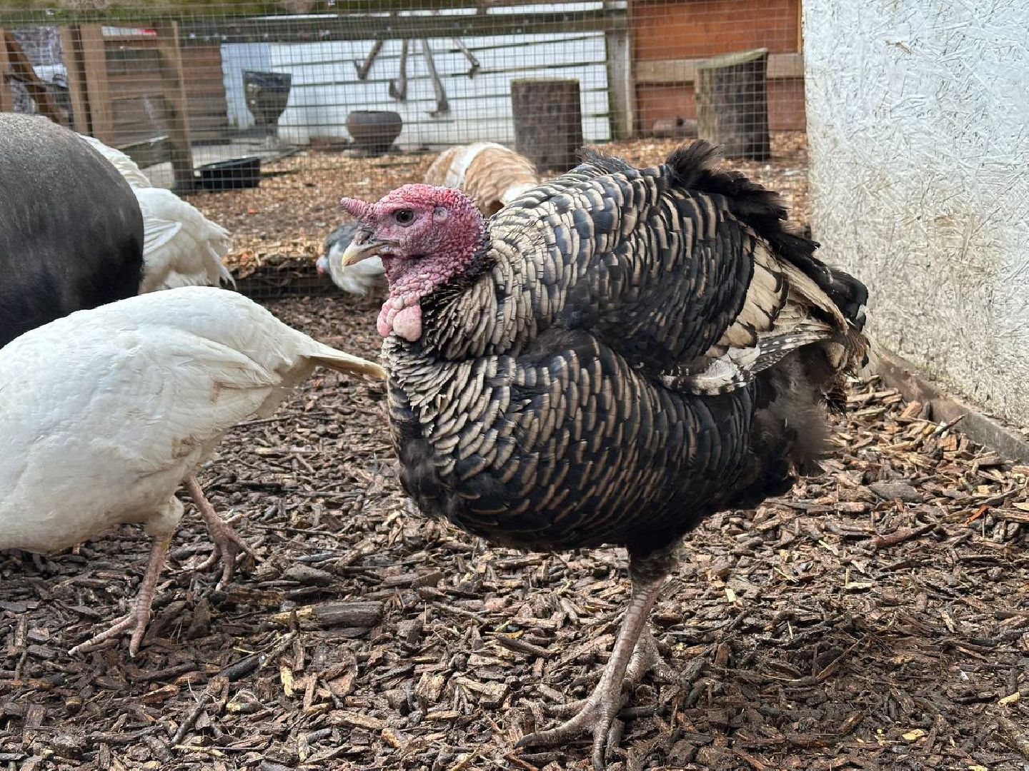 домодедово, птицы,