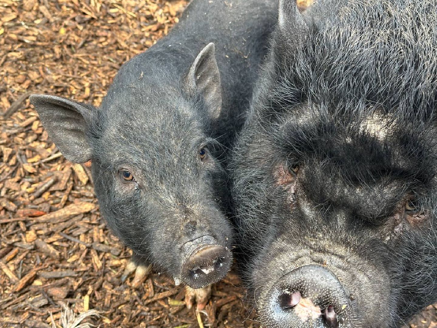 домодедово, птицы,