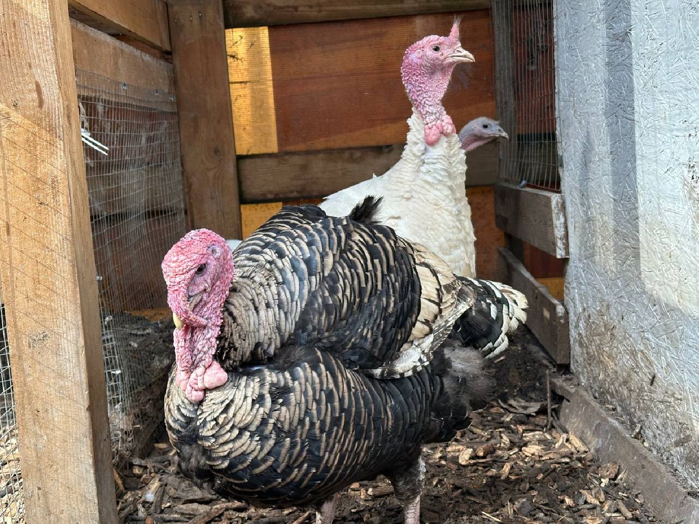 домодедово, птицы,