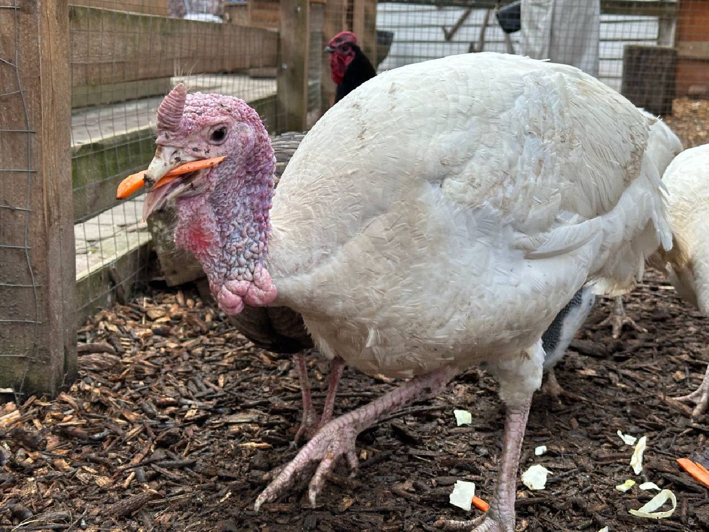 домодедово, птицы,