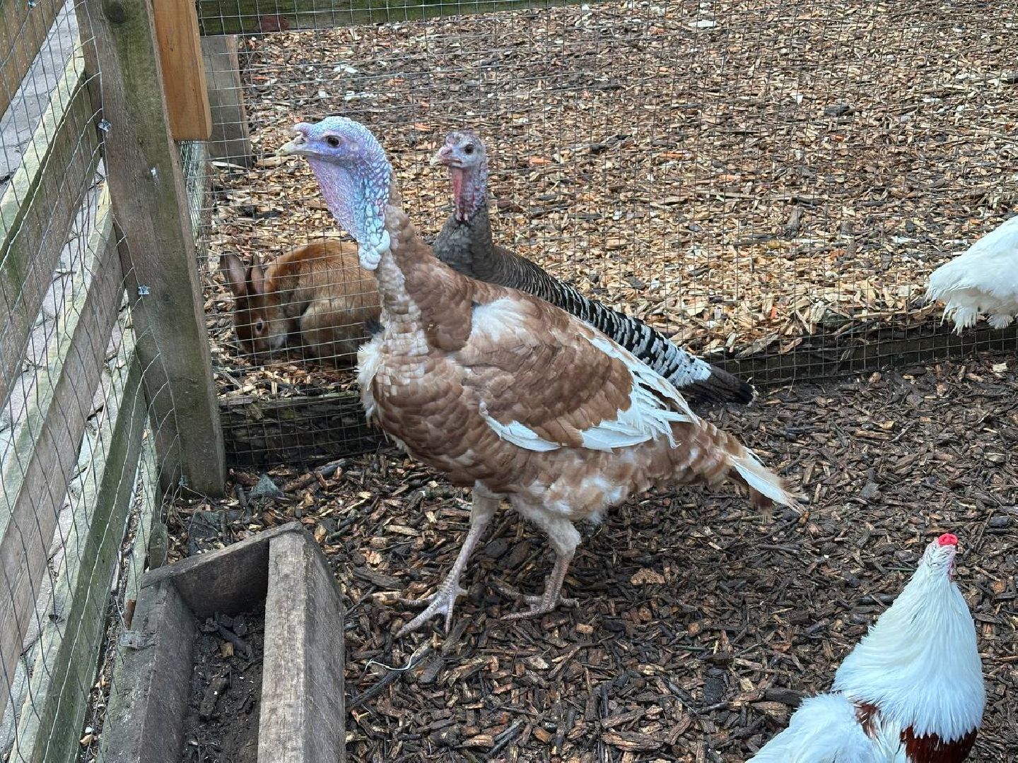 домодедово, птицы,