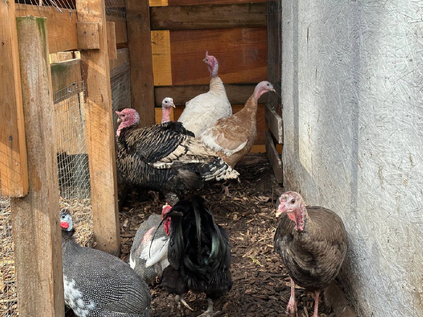 домодедово, птицы,